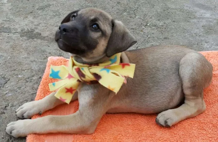 Cachorro ra a SRD idade 2 a 6 meses nome EROS 