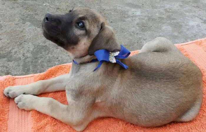 Cachorro ra a SRD idade 2 a 6 meses nome EROS 