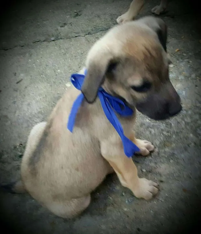 Cachorro ra a SRD idade 2 a 6 meses nome EROS 