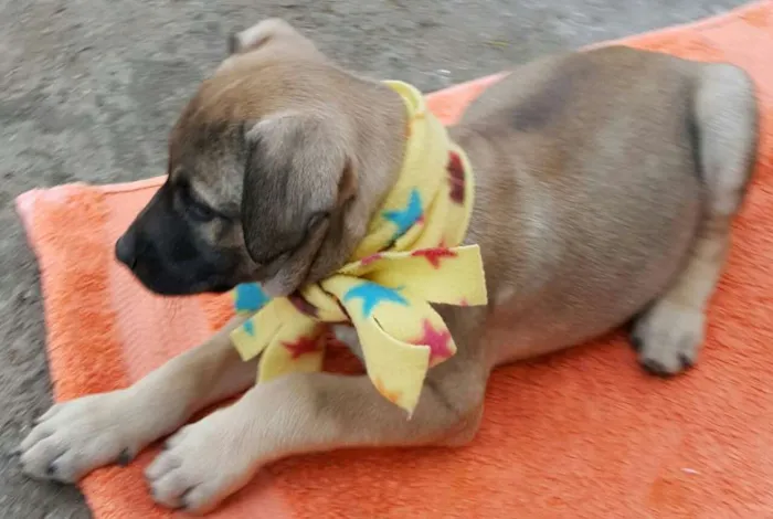 Cachorro ra a SRD idade 2 a 6 meses nome EROS 