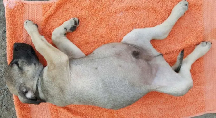 Cachorro ra a SRD idade 2 a 6 meses nome EROS 