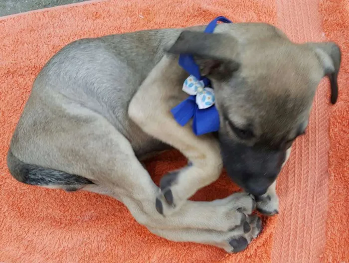 Cachorro ra a SRD idade 2 a 6 meses nome EROS 