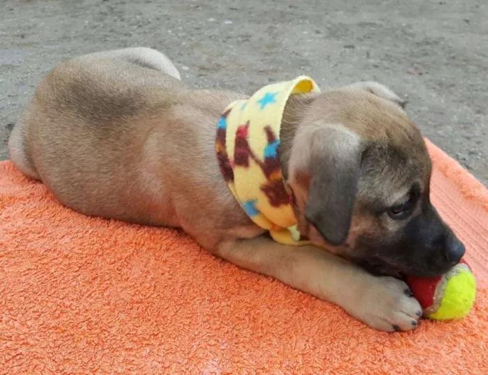 Cachorro ra a SRD idade 2 a 6 meses nome EROS 
