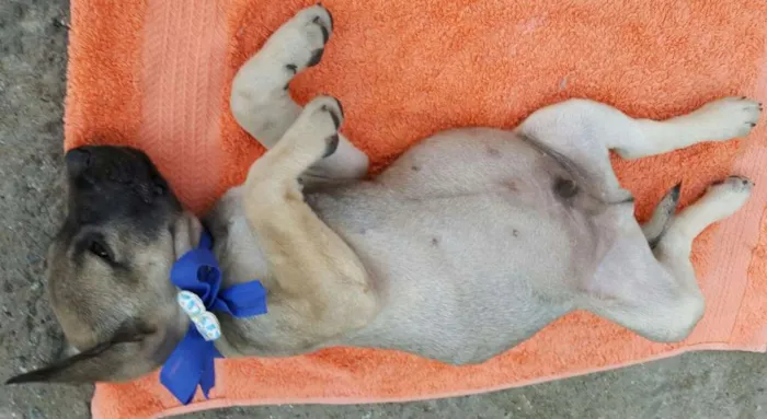 Cachorro ra a SRD idade 2 a 6 meses nome EROS 