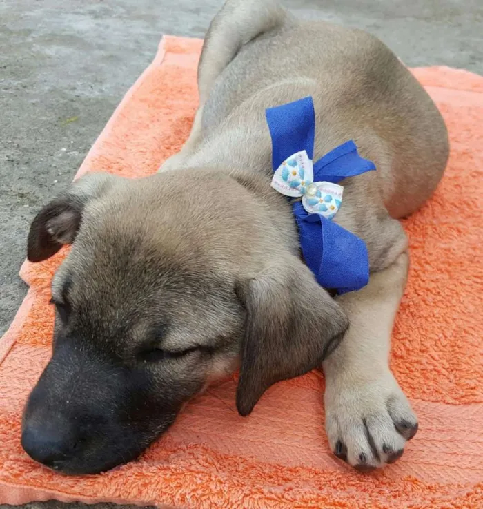 Cachorro ra a SRD idade 2 a 6 meses nome EROS 
