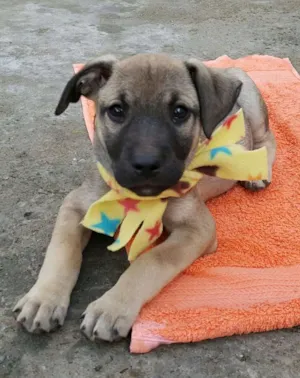 Cachorro raça SRD idade 2 a 6 meses nome EROS 