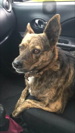 Cachorro raça Indefinido idade 6 ou mais anos nome Lola