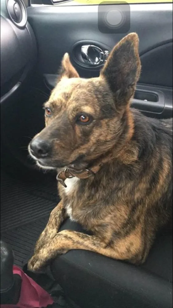 Cachorro ra a Indefinido idade 6 ou mais anos nome Lola