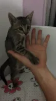 Cinza