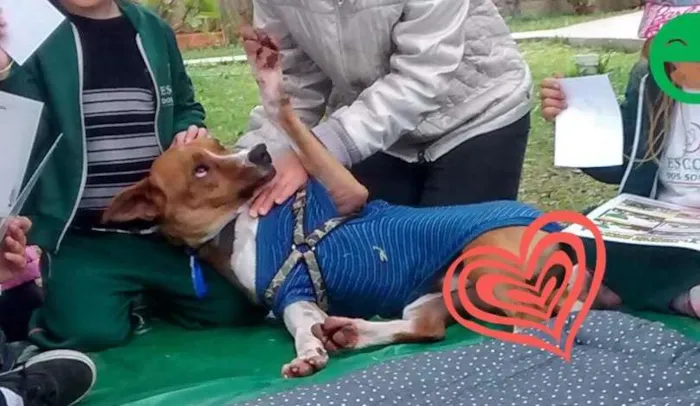 Cachorro ra a SRD idade 3 anos nome Dudu