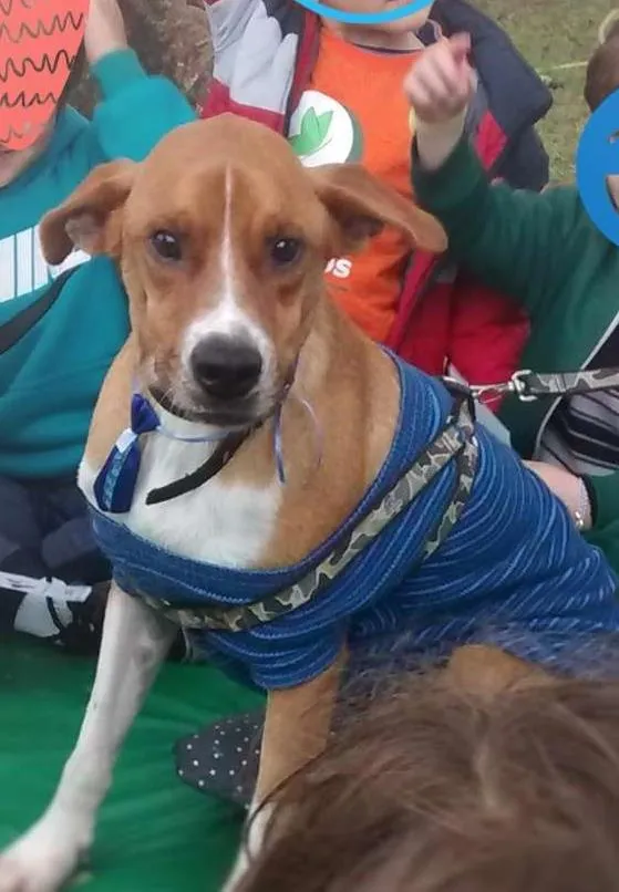 Cachorro ra a SRD idade 3 anos nome Dudu