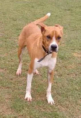 Cachorro ra a SRD idade 3 anos nome Dudu
