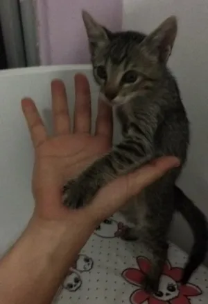 Gato raça Vira lata idade Abaixo de 2 meses nome Cinza