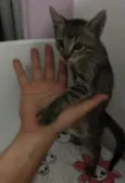 Cinza