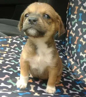 Cachorro raça srd idade 2 a 6 meses nome bebes paulis