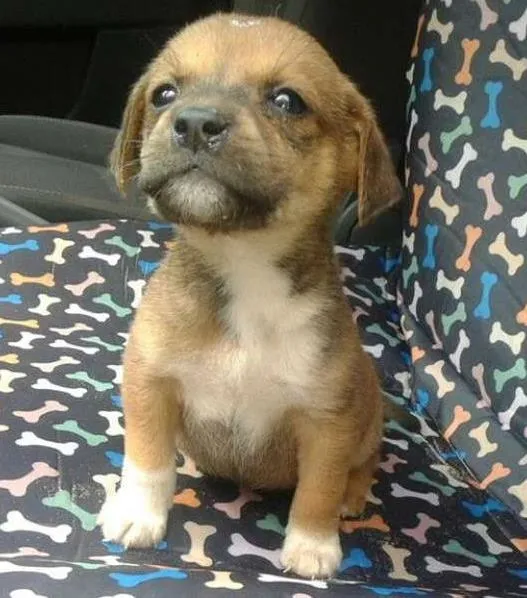 Cachorro ra a srd idade 2 a 6 meses nome bebes paulis