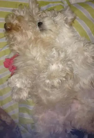 Cachorro raça Mestiço Poodle Lhasa idade 5 anos nome Pelucio