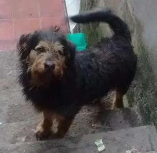 Cachorro ra a Vira lata com rotwaler idade 1 ano nome Betoven