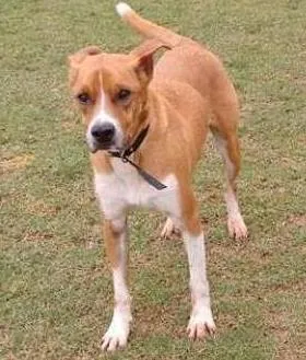 Cachorro ra a SRD idade 3 anos nome Dudu
