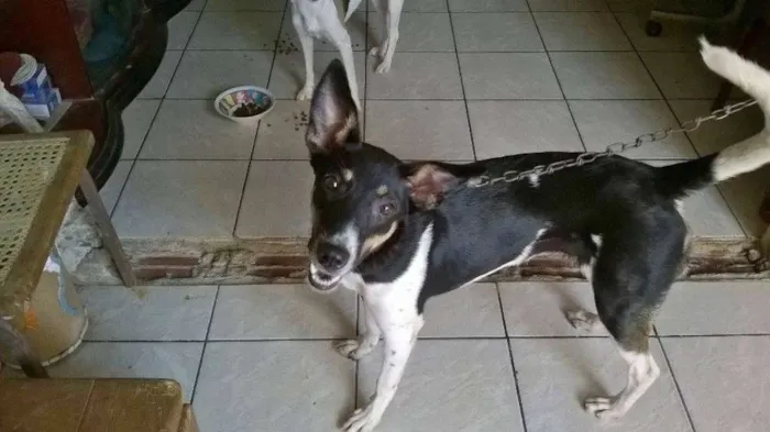 Cachorro ra a raciada com pastor idade 1 ano nome samanta