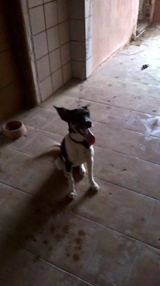 Cachorro ra a raciada com pastor idade 1 ano nome samanta