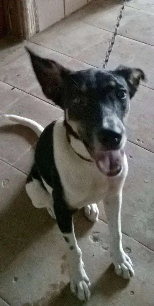 Cachorro ra a raciada com pastor idade 1 ano nome samanta