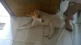 lili