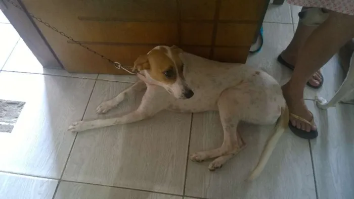 Cachorro ra a mestiça idade 1 ano nome lili