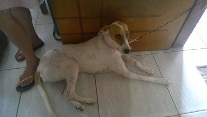 Cachorro ra a mestiça idade 1 ano nome lili