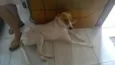 lili