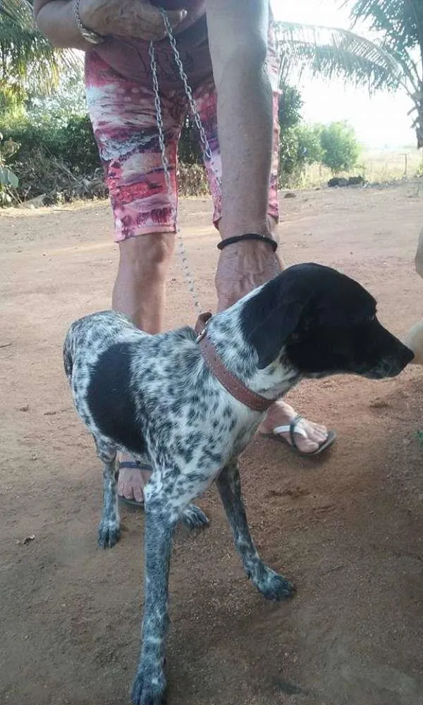 Cachorro ra a dalmata idade 1 ano nome pintadinha