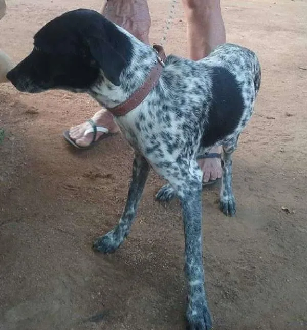 Cachorro ra a dalmata idade 1 ano nome pintadinha