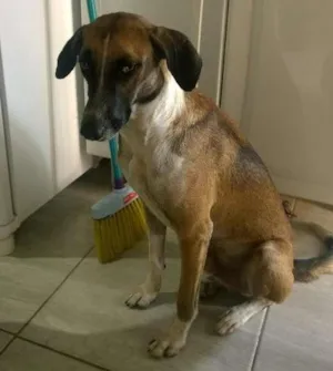 Cachorro raça rnd idade 2 anos nome bob
