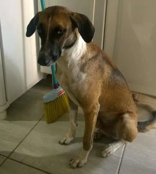 Cachorro ra a rnd idade 2 anos nome bob