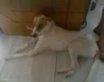 lili