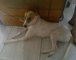 Cachorro raça mestiça idade 1 ano nome lili