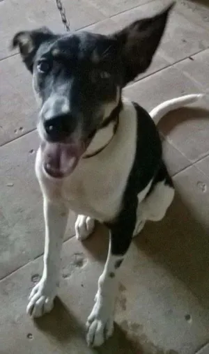 Cachorro raça raciada com pastor idade 1 ano nome samanta