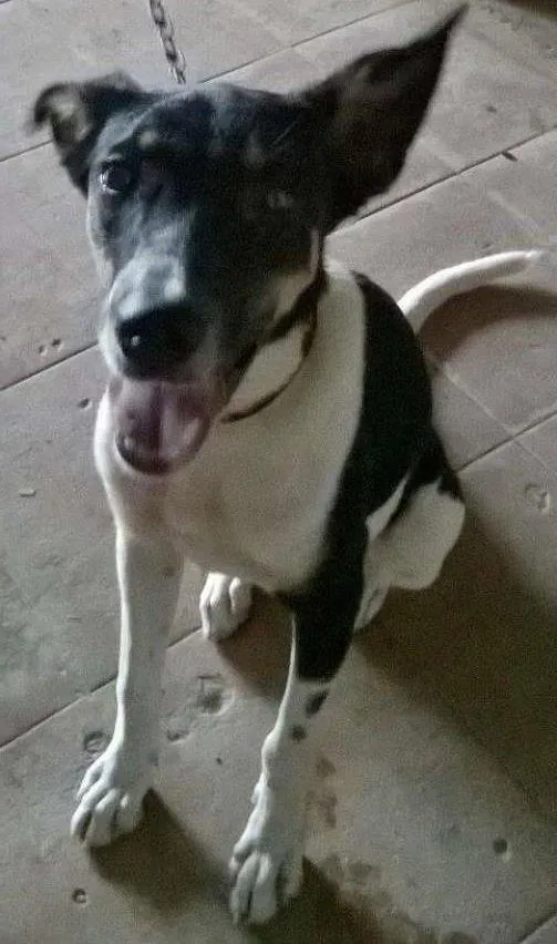 Cachorro ra a raciada com pastor idade 1 ano nome samanta