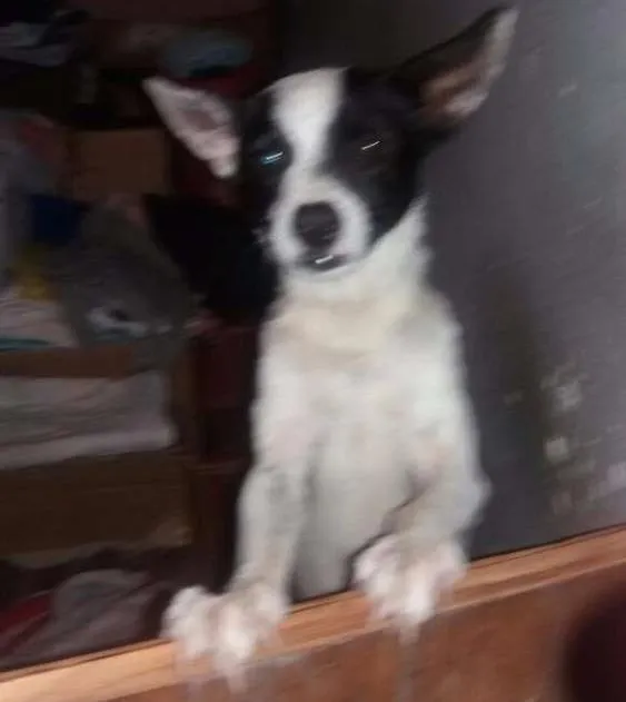Cachorro ra a SRD idade 1 ano nome ainda não tem nome