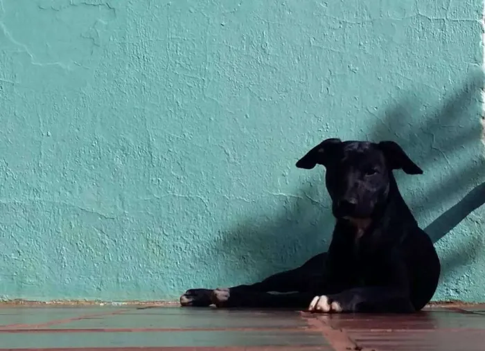Cachorro raça SRD idade 1 ano nome Lancelote