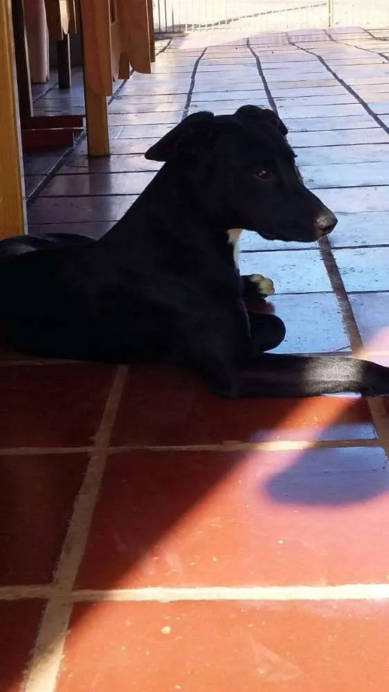 Cachorro raça SRD idade 1 ano nome Lancelote