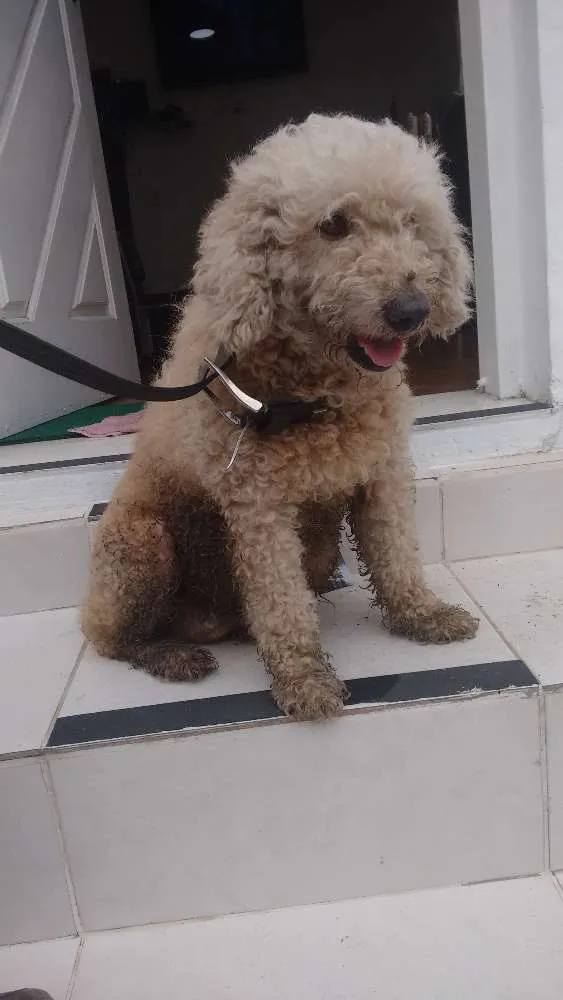 Cachorro ra a Puldo idade 1 ano nome Nao se é de rua