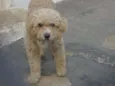 SCOOB