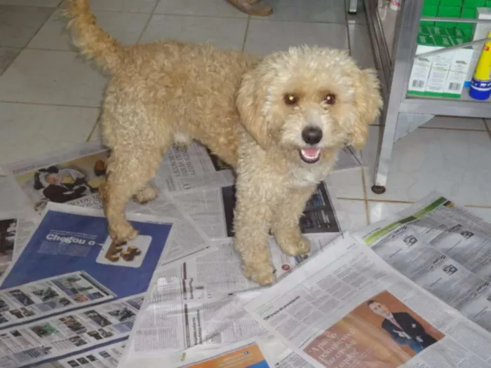 Cachorro ra a Poodle idade 3 anos nome SCOOB