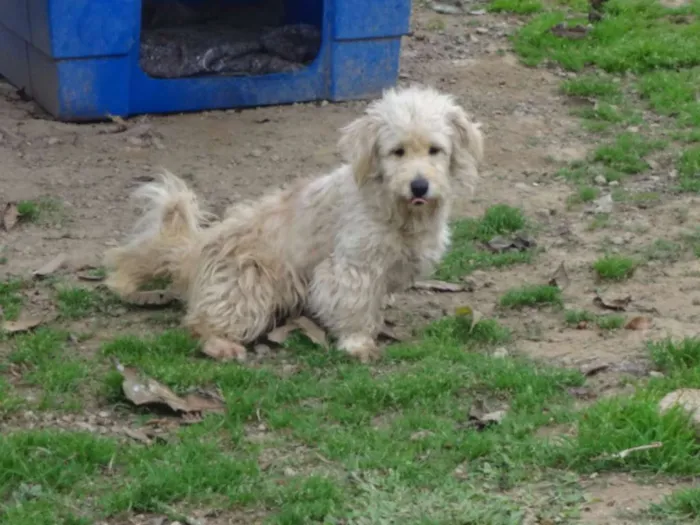 Cachorro ra a Poodle idade 4 anos nome JENNY