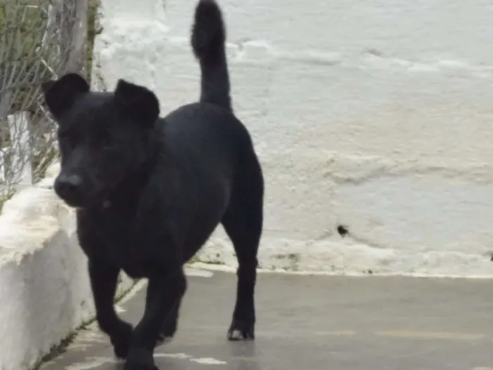Cachorro ra a SRD idade 2 anos nome JOE
