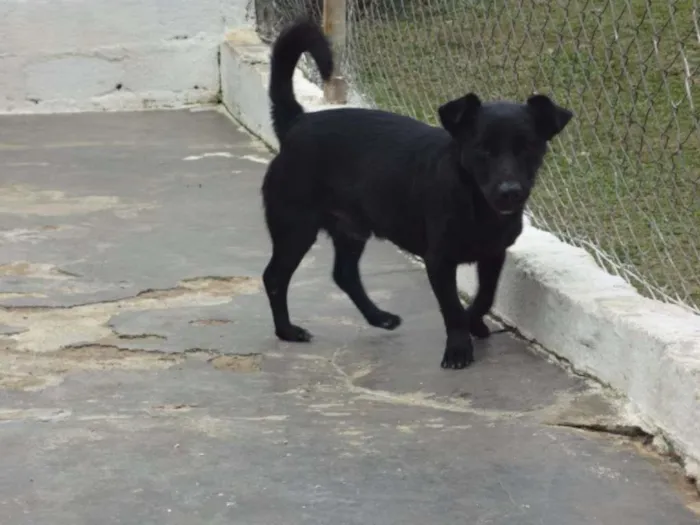 Cachorro ra a SRD idade 2 anos nome JOE