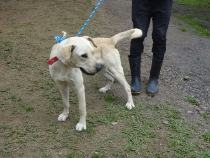 Cachorro ra a MEST LABRADOR idade  nome DRAGON