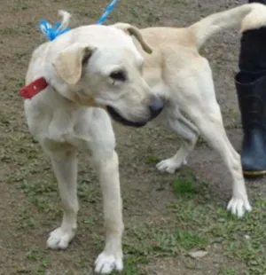 Cachorro raça MEST LABRADOR idade  nome DRAGON