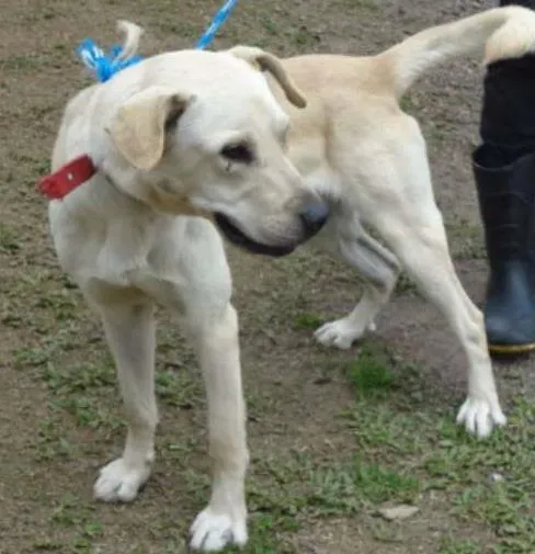 Cachorro ra a MEST LABRADOR idade  nome DRAGON